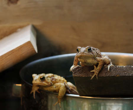 Two Eastern American Toads resting in a terrarium.の写真素材