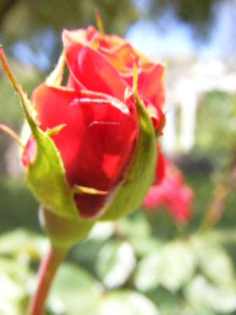 pimpollo de rosa en Los Cocos Córdoba Argentinaの写真素材