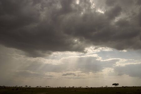 the serengeti park viewsの写真素材