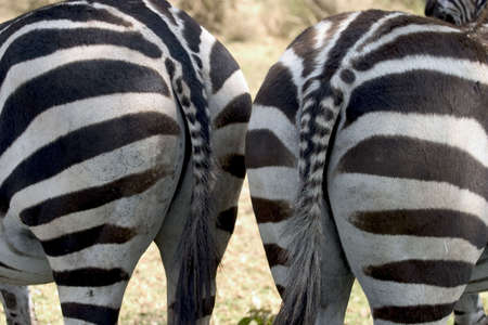 wild animals living in the serengeti national park, tanzania - africaの写真素材