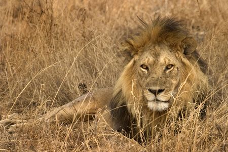 wild animals living in the serengeti national park, tanzania - africa