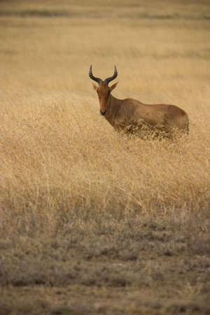 wild animals living in the serengeti national park, tanzania - africaの写真素材