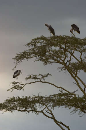 wild animals living in the serengeti national park, tanzania - africaの写真素材