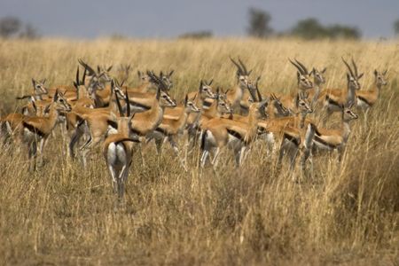 wild animals living in the serengeti national park, tanzania - africaの写真素材