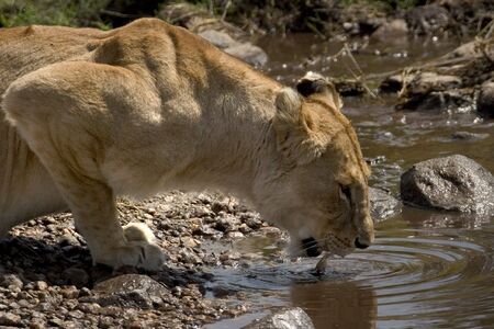wild animals living in the serengeti national park, tanzania - africaの写真素材