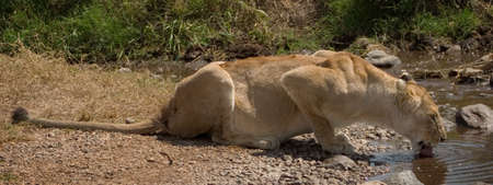 wild animals living in the serengeti national park, tanzania - africaの写真素材