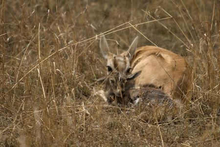 wild animals living in the serengeti national park, tanzania - africaの写真素材