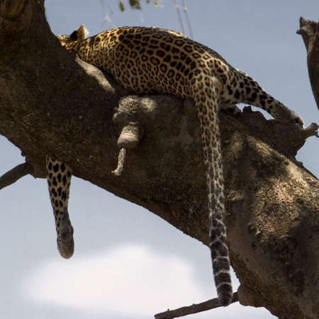 leopard living in the serengeti national park, tanzania - africaの写真素材