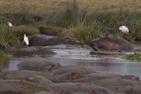 hippos living in the serengeti national park, tanzania - africaの写真素材