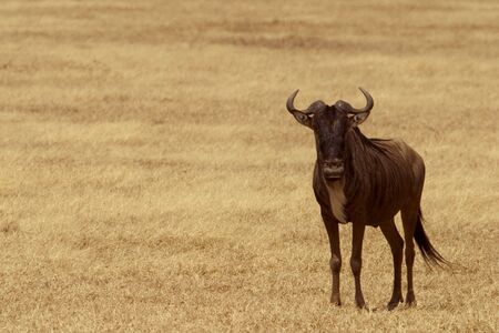 wildebeests living in the serengeti national park, tanzania - africaの写真素材