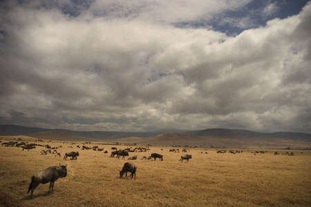 wild animals living in the serengeti national park, tanzania - africaの写真素材
