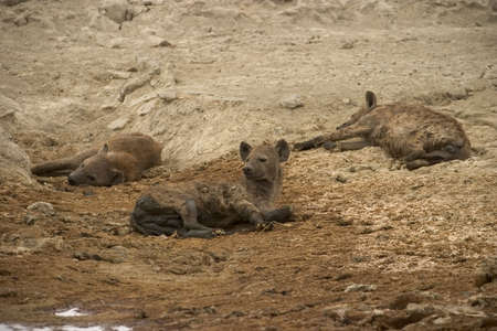 hyenas living in the serengeti national park, tanzania - africaの写真素材