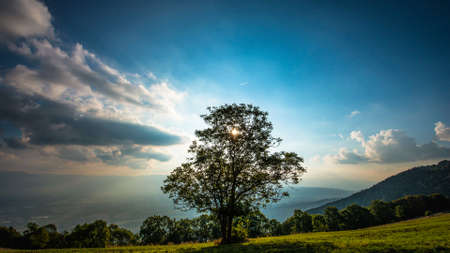 tree landscapeの写真素材