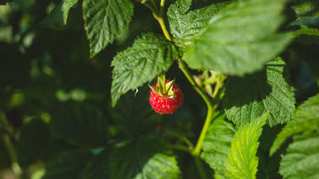 A raspberry plant