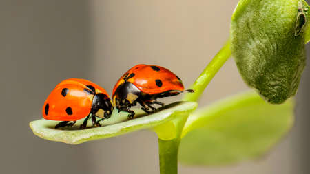 Love on a green leafの写真素材