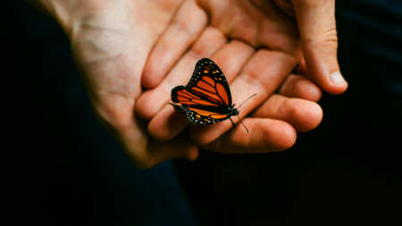 Orange butterfly in hand closeupの写真素材