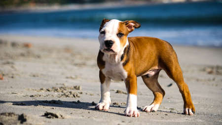 A cute litle pittbull puppyの写真素材