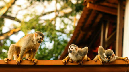 Three cute spider monkey