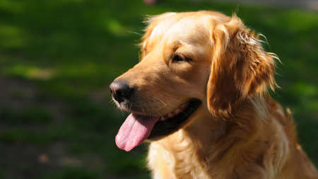Happy golden retrieverの写真素材