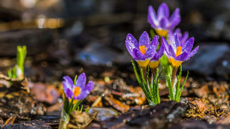 Beautiful purple crocuses closeupの写真素材