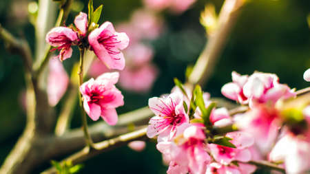 A beautiful closeup to a flower tree