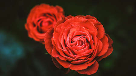 Beatiful red roses closeupの写真素材