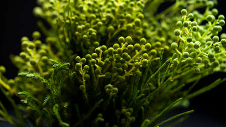 Green plant closeupの写真素材