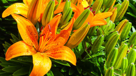 A beautiful tiger lilyの写真素材