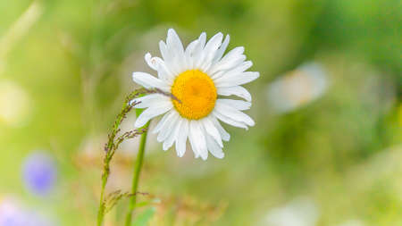 A beautiful white yellow daisy