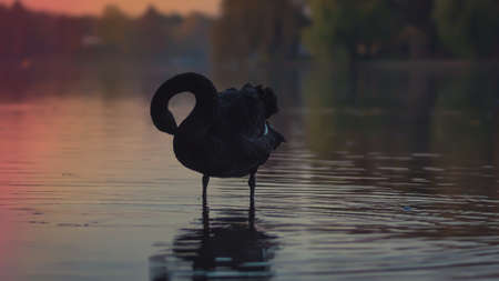 Abeautiful black swan n the lakeの写真素材