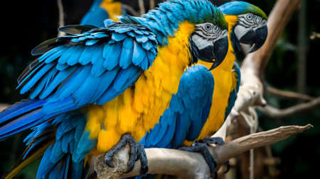 Two yellow blue macawの写真素材