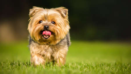 Adorable dog puppyの写真素材