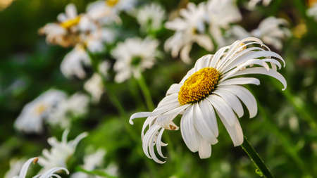 Zoom to a daisy flowerの写真素材
