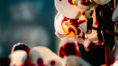 A closeup to abredbwhite flowerの写真素材
