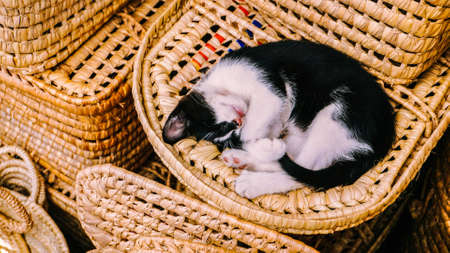 A lazy sleeping cat in the basketの写真素材