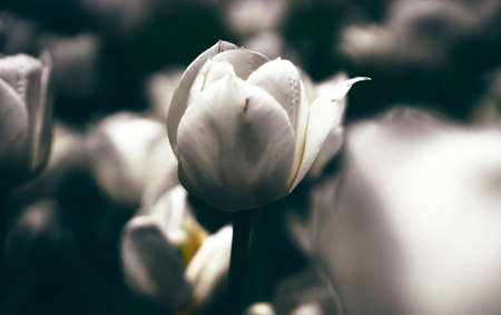 Closeup to a white tulipの写真素材