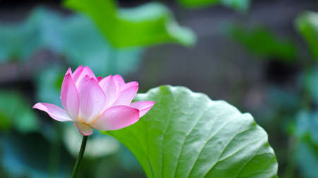 Closeup to a beautiful pink flowerの写真素材