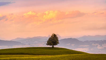 A beautiful landscape with a lonely treeの写真素材