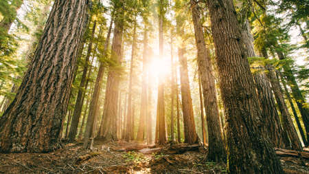 Bright forestの写真素材