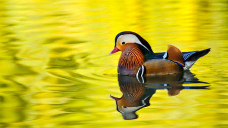 Colored duck floating on lakeの写真素材