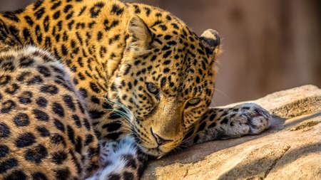 Jaguar sitting on a rockの写真素材