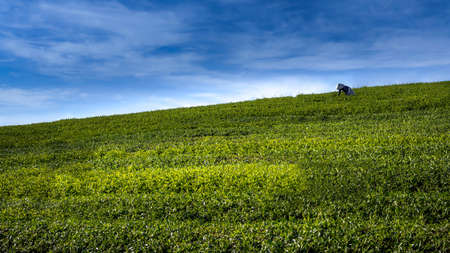 Asian farmer on the fields sceneの写真素材
