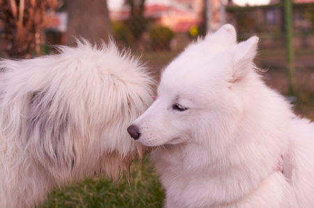 Dogs showing love and affection. English Sheepdog Bobtail, Samoyed.の写真素材