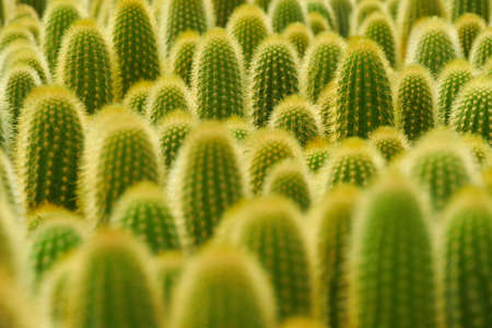 Background of various trixanthocereus cacti.の写真素材