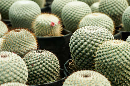 Mammilaria pseudoperbella cactus with pink flower.の写真素材