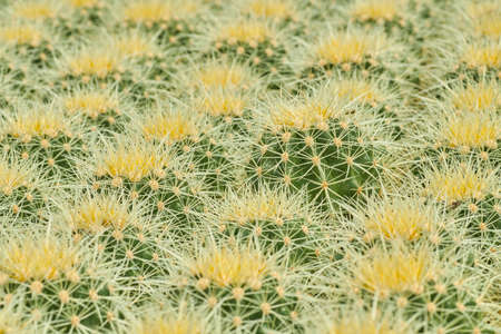 Small mammilaria cactus, green and yellow texture.の写真素材
