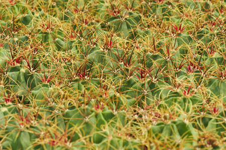 Eriosyce cactus background, green and red thorns.の写真素材