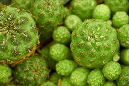 Rebutia cactus, small and round.の写真素材