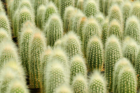 Background of several trixanthocereus cacti about to bloom.の写真素材