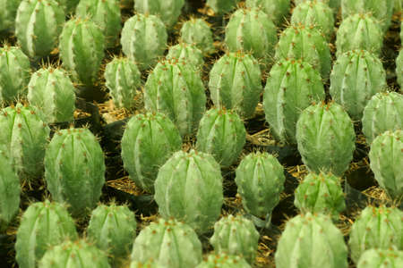 Cactus Myrtillocactus geometrizans top view.の写真素材